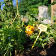 Jardinage et coins nature Ministère de l'Environnement