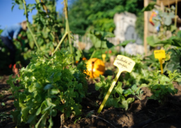Jardinage et coins nature Ministère de l'Environnement