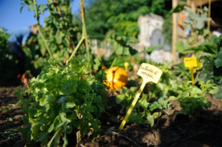 Jardinage et coins nature Ministère de l'Environnement